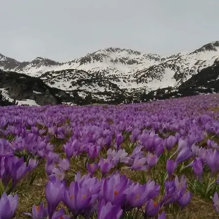 Lux 4403 Near The Lift Банско