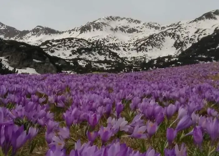 Lux 4403 Near The Lift Bansko